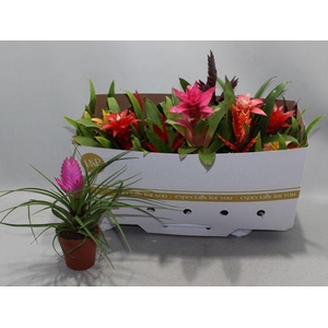 BROMELIA MIX