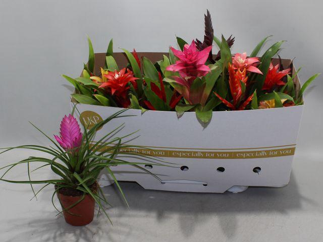 <h4>BROMELIA MIX</h4>
