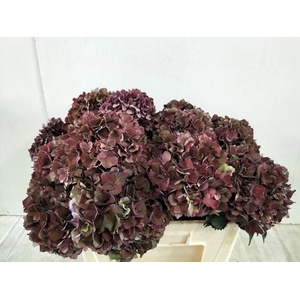HORT MAGICAL PINK RUBY CL