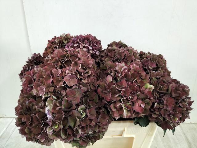 <h4>HORT MAGICAL PINK RUBY CL</h4>