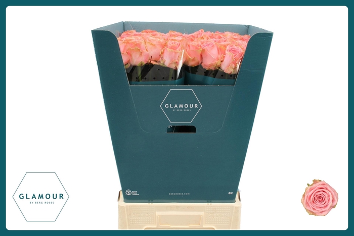 <h4>R GR SOPHIA LOREN</h4>