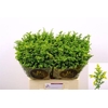 Solidago Carzan Glory