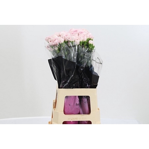 Di St Mudah Rosa