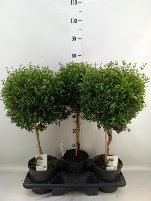 <h4>Myrtus communis</h4>