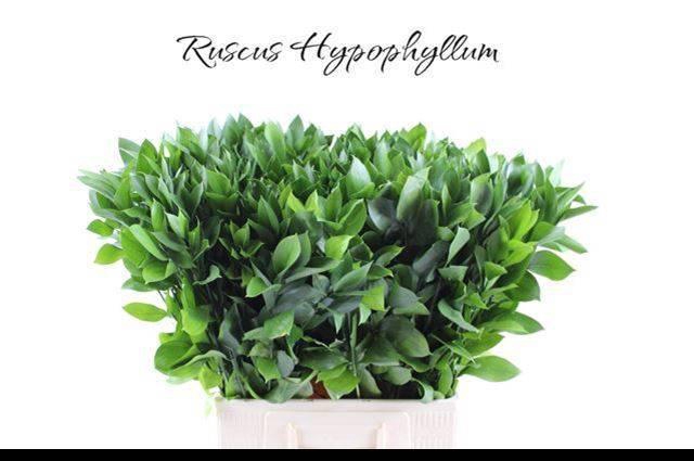 <h4>RUSCUS HYPOPHYLLUM</h4>