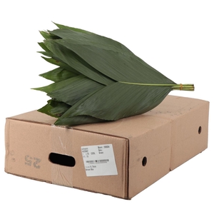 Cocos XL