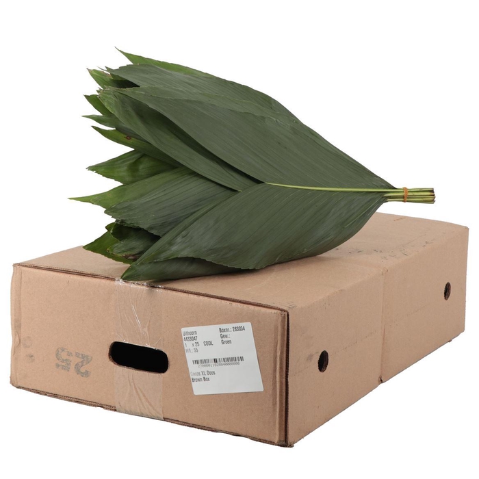 <h4>Cocos XL</h4>