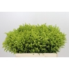 Solidago Tara Gold
