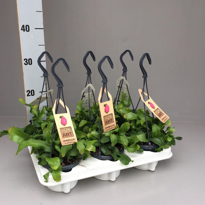 <h4>Epiphyllum   ...</h4>