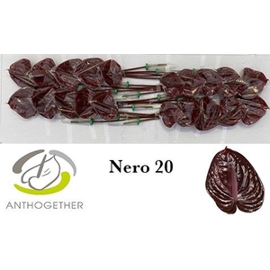 Anth A Nero 9 cm X20 Spek Flowers