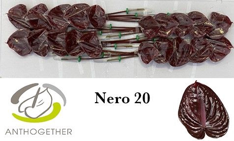 <h4>Anth A Nero 9 cm X20 Spek Flowers</h4>