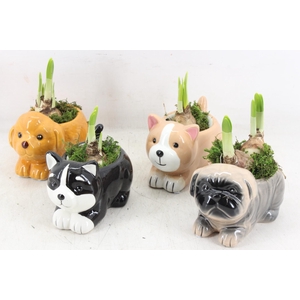 arr4 Narcis RN - Cudle cuties