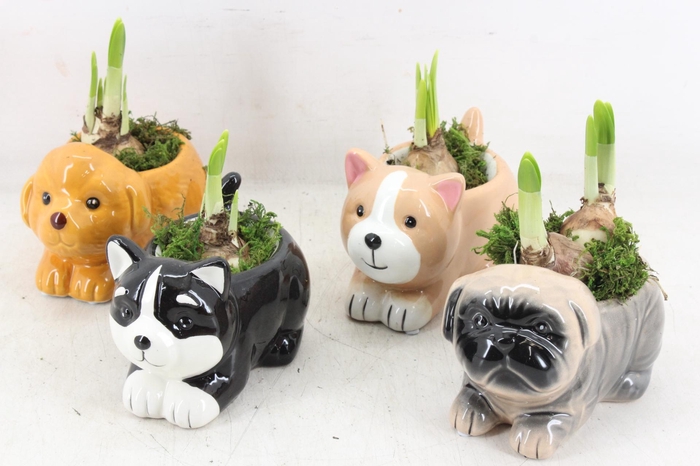 <h4>arr4 Narcis RN - Cudle cuties</h4>