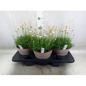 Rhodanthemum hosm. 'Zagora Orange'