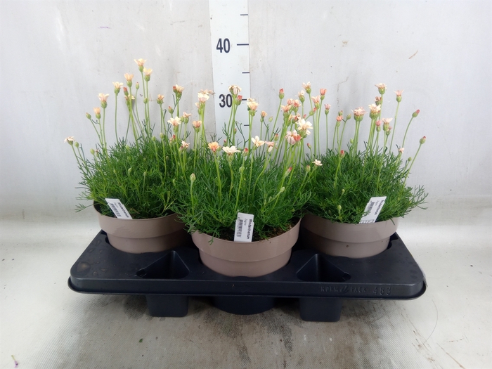<h4>Rhodanthemum hosm. 'Zagora Orange'</h4>