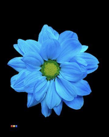 <h4>Chr T Chic Light Blue</h4>