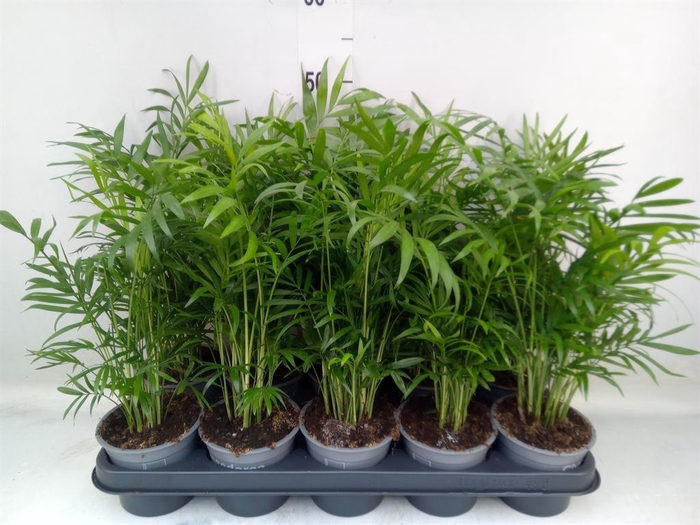 <h4>Chamaedorea elegans</h4>