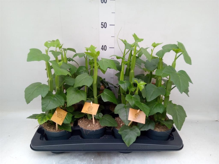 <h4>Cissus ...</h4>