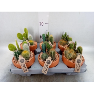 Arr.  Cactus L%