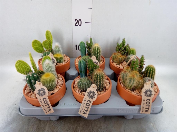 <h4>Arr.  Cactus L%</h4>