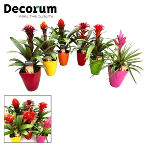 Guzmania Bolmix Exclusive Luxe Keramiek (Decorum)