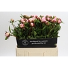 Paeonia Gardenia
