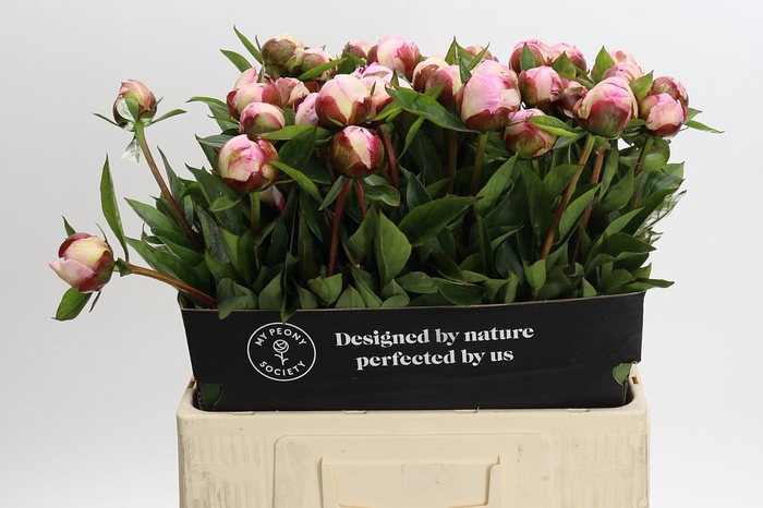 Paeonia Gardenia