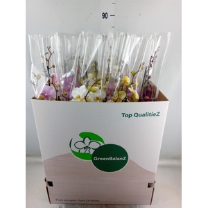 Phalaenopsis   ...mix