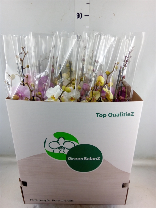 <h4>Phalaenopsis   ...mix</h4>