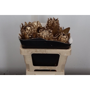 Protea Wx Goud Barbi