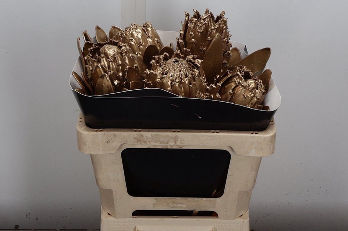 <h4>Protea Wx Goud Barbi</h4>