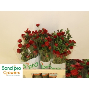 RAN CORTUSIFOLIUS MAGICAL TANGERINE