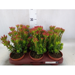 Crassula coccinea