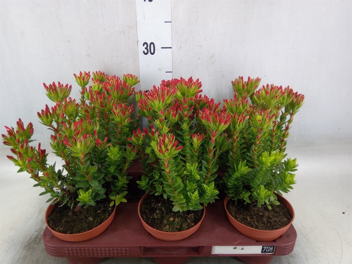 <h4>Crassula coccinea</h4>