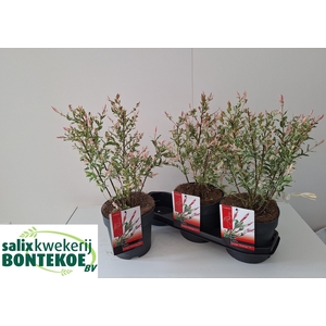 SALIX IN FLAMINGO