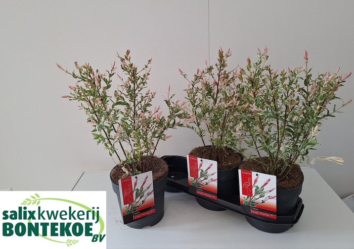 <h4>SALIX IN FLAMINGO</h4>