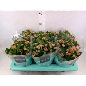 Kalanchoe blos. 'Serenity Pink'