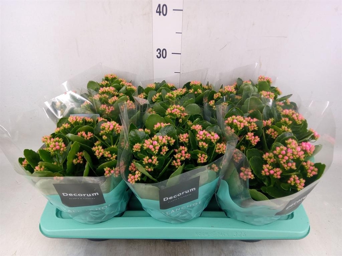 <h4>Kalanchoe blos. 'Serenity Pink'</h4>