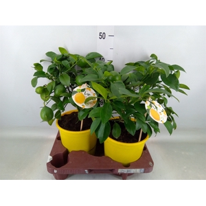 Citrus meyeri 'Meyer'