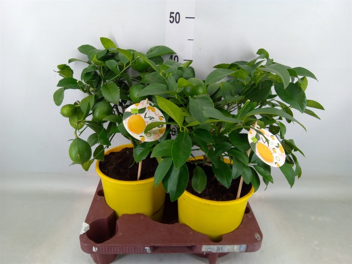<h4>Citrus meyeri 'Meyer'</h4>