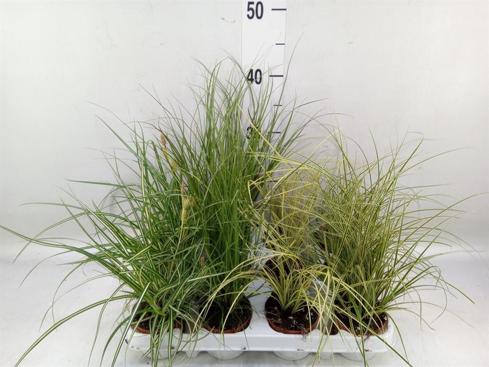 <h4>Carex   ...mix</h4>