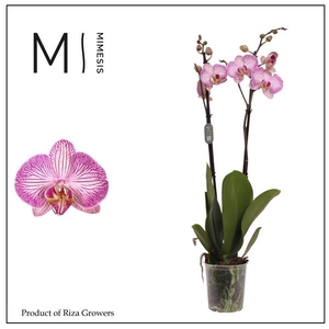 Mimesis Phal. Krakow - 2 spike 12cm