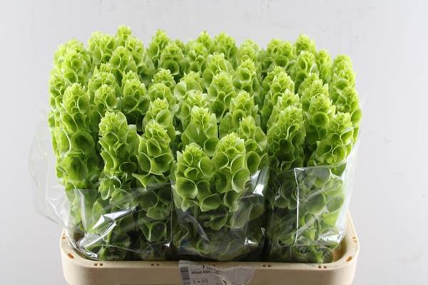 <h4>Moluccella L 80</h4>
