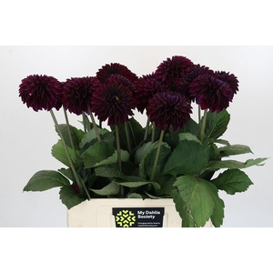 Dahlia DE 'Duke Duweno'