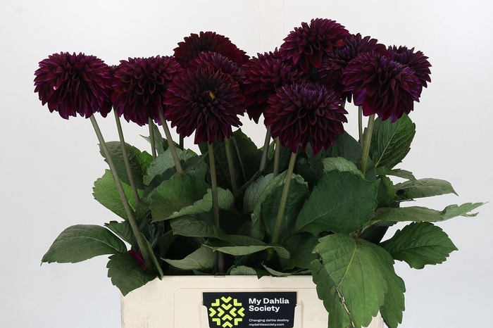 <h4>Dahlia DE 'Duke Duweno'</h4>