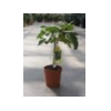 Ficus carica