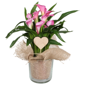 Zantedeschia Zazu Calla Valentijn roze in glas pot