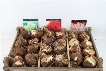 <h4>HIPP GEM</h4>