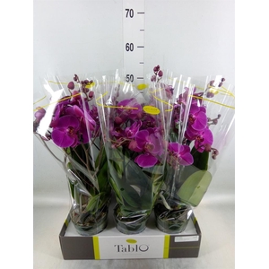Phalaenopsis   ...lilac
