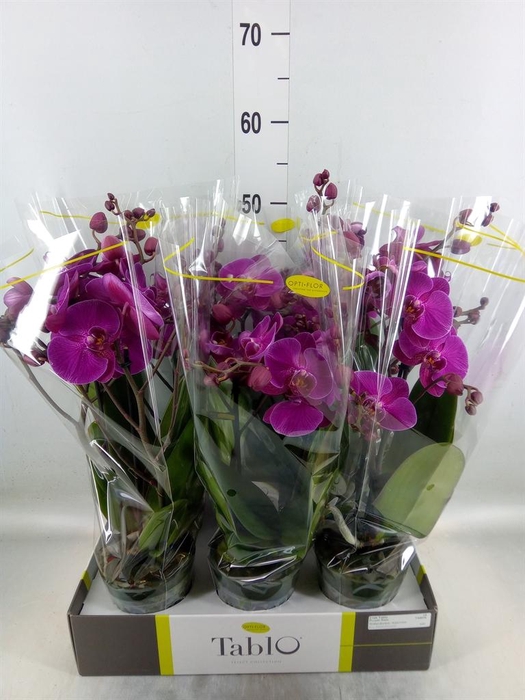 <h4>Phalaenopsis ...lilac</h4>